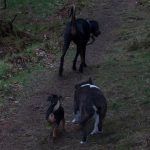 Rory liked to lead the way most of the time!