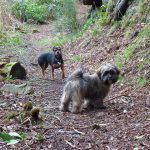 Dog walking in Finlaystone woodlands