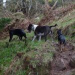Rory suddenly shrinks to half Wilfreds size!!