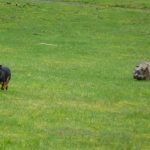 Ruffles chasing Chilli!