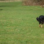Dog walking in Erskine!