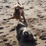 Jay with stick playing alongside Ruffles!