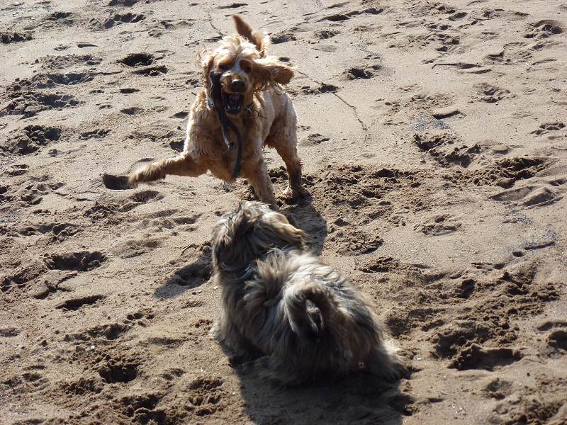 Jay with stick playing alongside Ruffles!