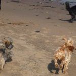 Jay and Ruffles go for a run!