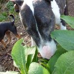 Wilfred sniffing plants