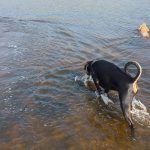 Jay and Skye go for a swim!