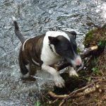 Wilfred loves water and sticks!