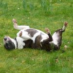 English bull terrier rubbing on grass!