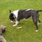 English bull terrier, Wilfred