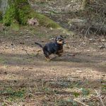 Dog walking in finlaystone with Chilli