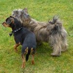 Wee doggies, Chilli and Ruffles have become friends!
