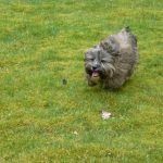 Ruffles is a lovely wee chappy!
