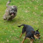 Ruffles goes after Chilli!