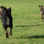 Mack tries to keep up!