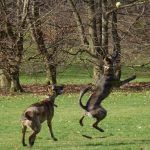 Ronnie goes for the ball!