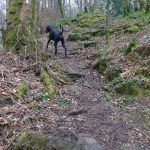 Rory leads us through the scout trail!