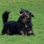 Mack's a happy bunny!