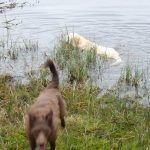 Lab Bonnie goes swimming