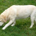 Golden Labrador, Bonnie!