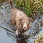 Chocolate collie cross, Ruby!
