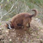 dog digging a hole!