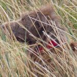 Dog standing in the long grass