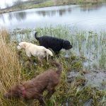 Dogs visiting the lake