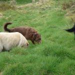 Dogs sniffing!