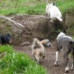 Finlaystone is very dog friendly!