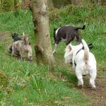 Chilli, Ruffles, Wilfred and Mack!