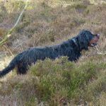 Gordon setter Ami