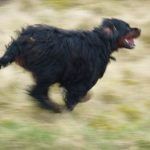 Godron setter running!