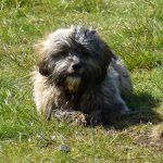 Ruffles sits on the grass!