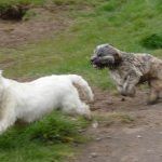 Ruffles goes after Mack!