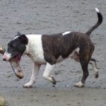 Wilfred with his stick!