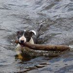 Wilfred loves to swim!