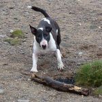 Wilfred wants me to throw his stick!