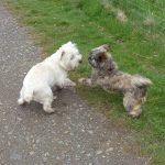 Play fighting!