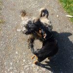 Ruffles and Chilli