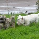 Cold and windy but they don't mind!