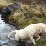 Shar pei and Labrador