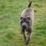 Chewie running
