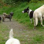 five dogs