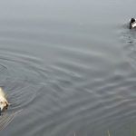 Lab and Bullie swimming