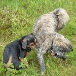 lap dogs playing!