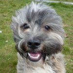 Lhasa apso Ruffles!