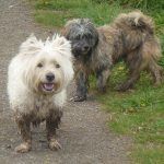 very dirty dogs