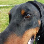 Doberman with big nose!