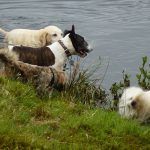 Dogs at lake