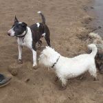 Giving the dogs a treat!